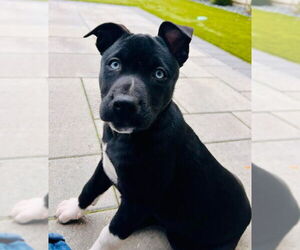 Mutt Dogs for adoption in San Diego, CA, USA