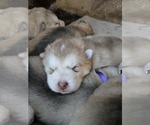 Small #3 Alaskan Malamute