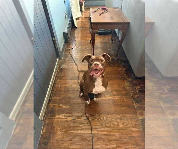 Medium Photo #14 Mutt Puppy For Sale in Boston, MA, USA