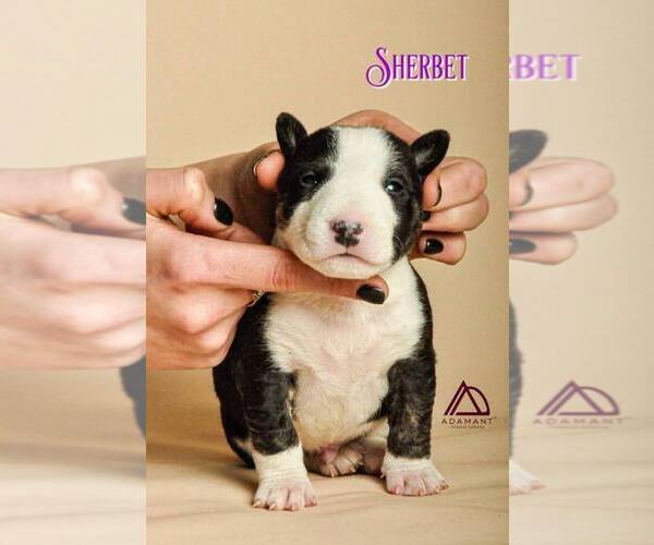 Medium Photo #14 Miniature Bull Terrier Puppy For Sale in Dnipro, Dnipro, Ukraine