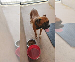 Milkshake - Male Boxer Dog for Adoption - Photo #3