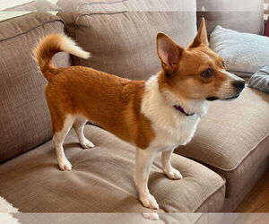 Pembroke Welsh Corgi-Unknown Mix Dogs for adoption in Denver , CO, USA
