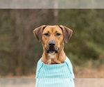 Small Photo #2 Labrador Retriever-Unknown Mix Puppy For Sale in Spring Lake, NC, USA