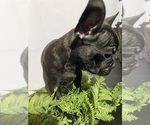 Small #4 Faux Frenchbo Bulldog