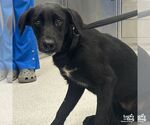 Small #1 Labrador Retriever Mix