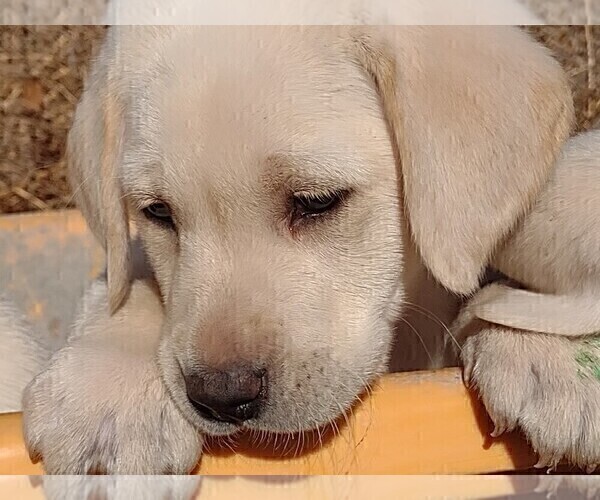 Medium Photo #7 Labrador Retriever Puppy For Sale in YAKIMA, WA, USA