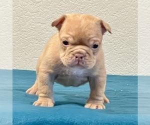 English Bulldog Puppy for sale in MIAMI BEACH, FL, USA