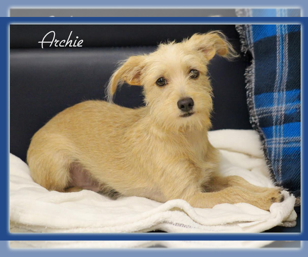 Medium Photo #1 Mutt Puppy For Sale in Cranston, RI, USA