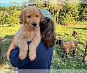 Golden Retriever Puppy for sale in KINGSPORT, TN, USA