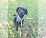 Small Labrador Retriever Mix