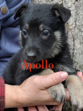 Medium Photo #4 German Shepherd Dog Puppy For Sale in SCHELL CITY, MO, USA