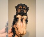 Small Photo #3 Maltese Puppy For Sale in IRVINE, CA, USA