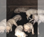Small Photo #2 Labrador Retriever Puppy For Sale in TEMPLE, GA, USA