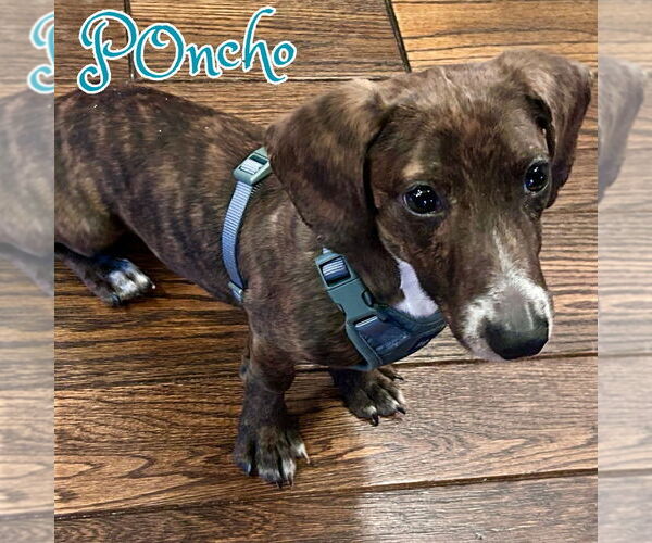 Medium Photo #3 Dachshund-Unknown Mix Puppy For Sale in San Antonio, TX, USA