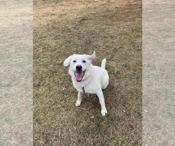 Medium Photo #1 Eurasier-Great Pyrenees Mix Puppy For Sale in Front Royal, VA, USA
