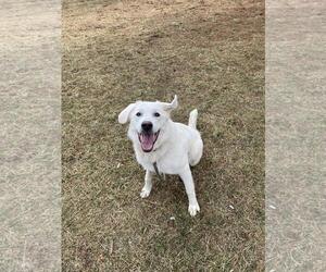 Eurasier-Great Pyrenees Mix Dogs for adoption in Front Royal, VA, USA