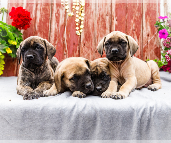 Medium Photo #1 Mastiff Puppy For Sale in WAKARUSA, IN, USA