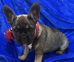 Small #3 French Bulldog
