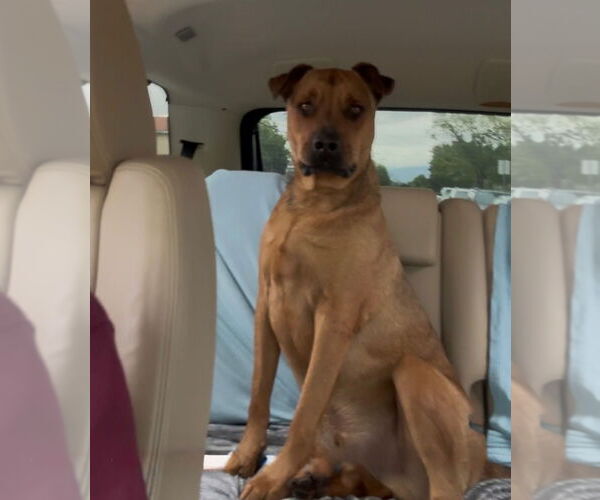 Medium Photo #2 Black Mouth Cur-Rhodesian Ridgeback Mix Puppy For Sale in Woodland Hills, CA, USA