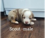 Puppy Scout Miniature Australian Shepherd