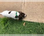 Small Photo #16 German Shorthaired Pointer Puppy For Sale in AMARILLO, TX, USA