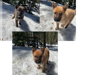 Belgian Malinois-Irish Wolfhound Mix Puppy for sale in STOCKTON, CA, USA