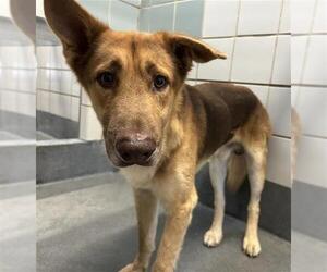 German Shepherd Dog-Unknown Mix Dogs for adoption in San Antonio, TX, USA