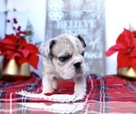 Small Photo #2 English Bulldog Puppy For Sale in EAST GREENWICH, RI, USA