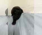 Small #2 Cane Corso