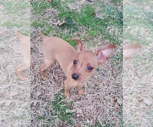 Miniature Pinscher Puppy for sale in CHARLOTTE, NC, USA