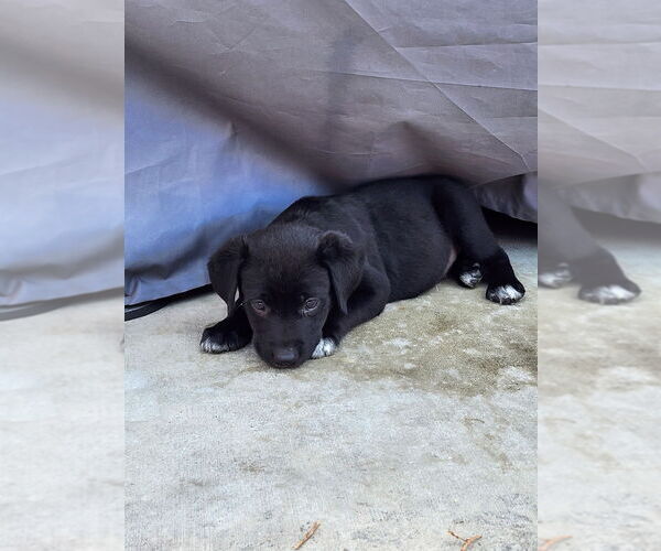 Medium Photo #4 Labrador Retriever-Unknown Mix Puppy For Sale in Dana Point, CA, USA