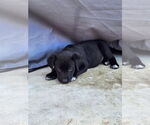 Small #3 Labrador Retriever Mix