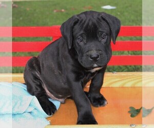 Cane Corso-Labrador Retriever Mix Puppy for sale in CHARLOTT HALL, MD, USA