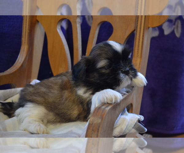Medium Photo #1 Shih Tzu Puppy For Sale in GREENWOOD, WI, USA