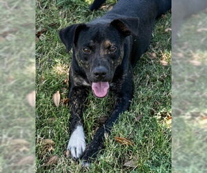 NIBBLET - Male Mutt Dog for Adoption - Photo #3