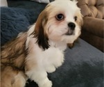 Small Photo #3 Cava-Tzu Puppy For Sale in COLLEGE PLACE, WA, USA