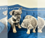 Small Photo #20 French Bulldog Puppy For Sale in COLORADO SPRINGS, CO, USA