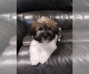 Shiranian Puppy for sale in PONTIAC, IL, USA