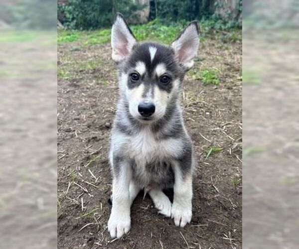 Medium Photo #1 Siberian Husky Puppy For Sale in Fremont, CA, USA