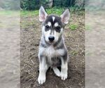 Small Siberian Husky