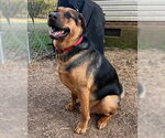 Small Photo #7 Mutt Puppy For Sale in Lake Wylie, SC, USA