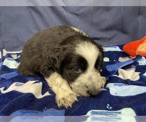 Border Collie-Unknown Mix Dogs for adoption in Modesto, CA, USA