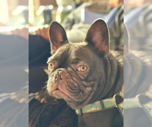 French Bulldog Dogs for adoption in San Francisco, CA, USA