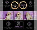 Small #6 Poodle (Miniature)