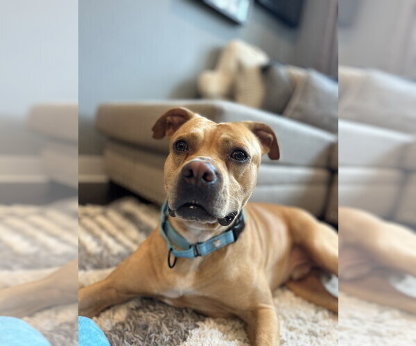 Medium Photo #2 Mutt Puppy For Sale in Mooresville, NC, USA