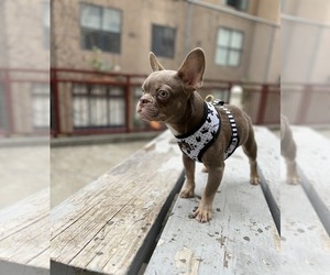 French Bulldog Puppy for sale in SAN FRANCISCO, CA, USA