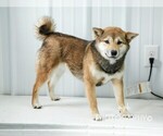 Small Photo #3 Shiba Inu Puppy For Sale in LIBERTY, KY, USA