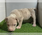 Small #11 American Bully