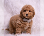 Small Photo #79 Goldendoodle (Miniature) Puppy For Sale in WARSAW, IN, USA