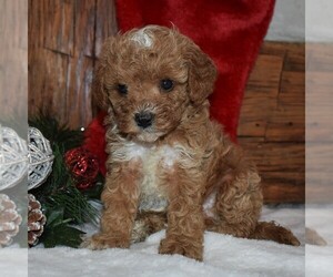 Cavapoo-Poodle (Miniature) Mix Puppy for sale in NEWPORT, PA, USA